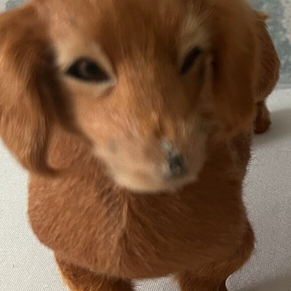 REALISTIC SET OF DACHSHUND DOG FIGURINES REAL GOAT/RABBIT FUR - Picture 4 of 5